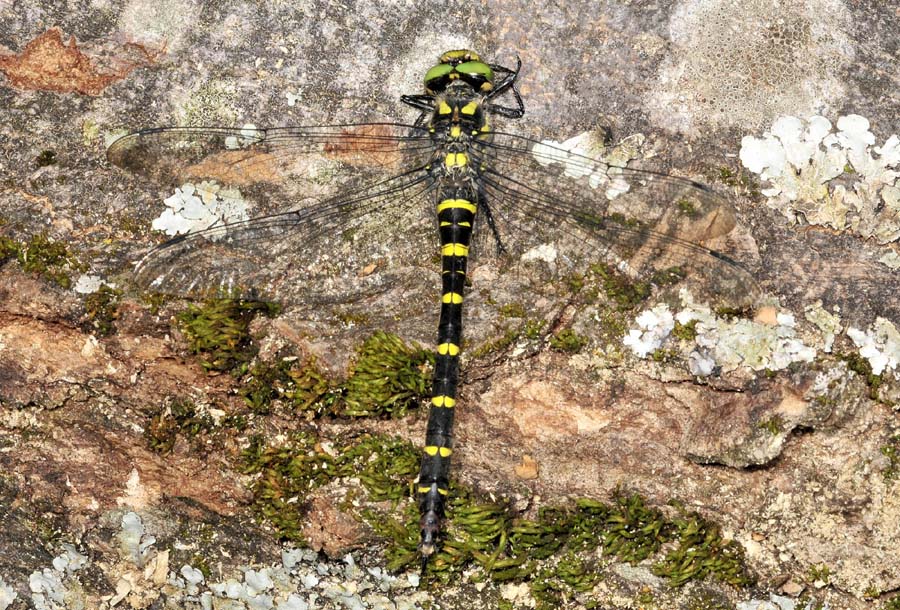 Cordulegaster da det.:  Cordulegaster bidentata